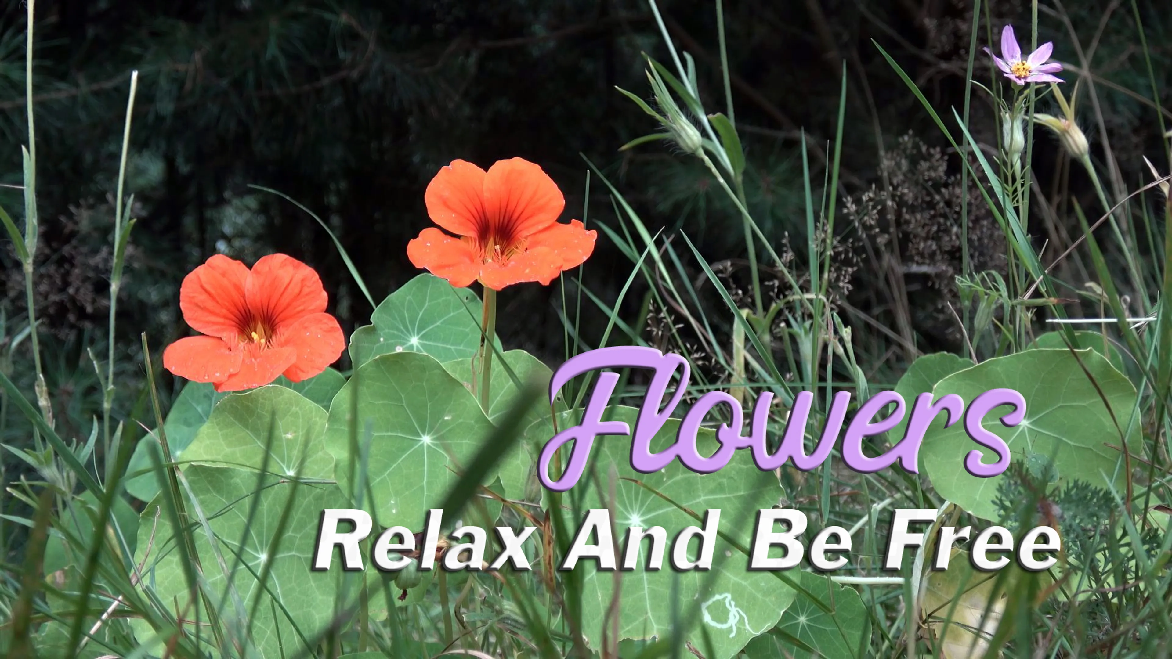 Flowers: Relax and Be Free poster